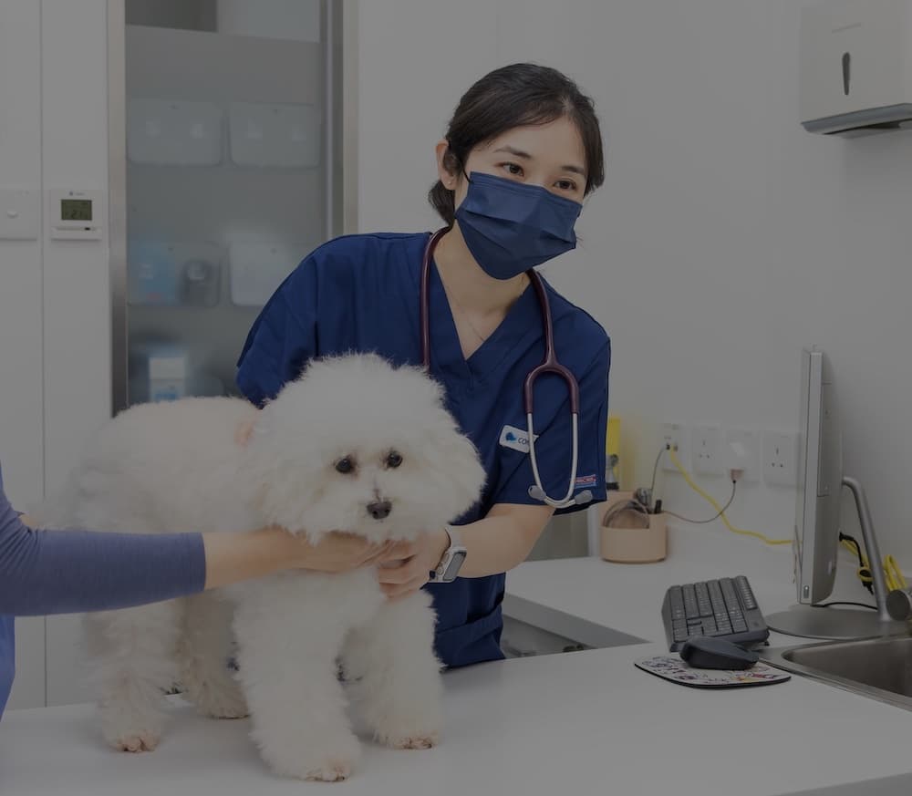 康迪亞獸醫